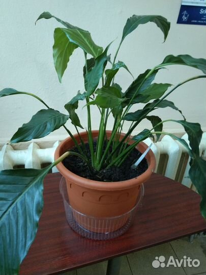 Спатифиллум