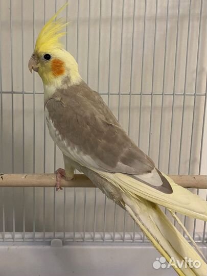 Попугай корелла