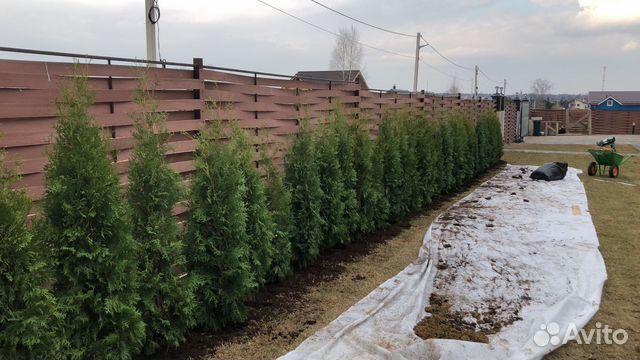 Туя западная Колумна 1.5-1.7 м