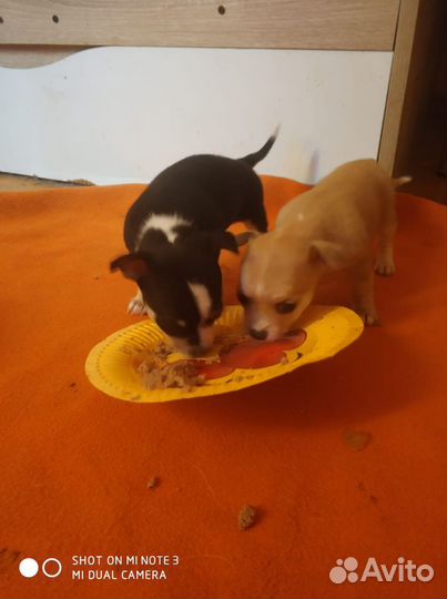 Девочки чихуашки