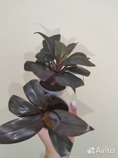 Кордилина, руэллия, афеландра