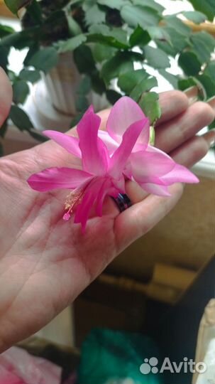 Декабрист шлюмбергера фуксия