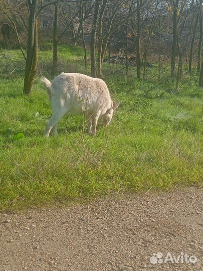 Козы на мясо