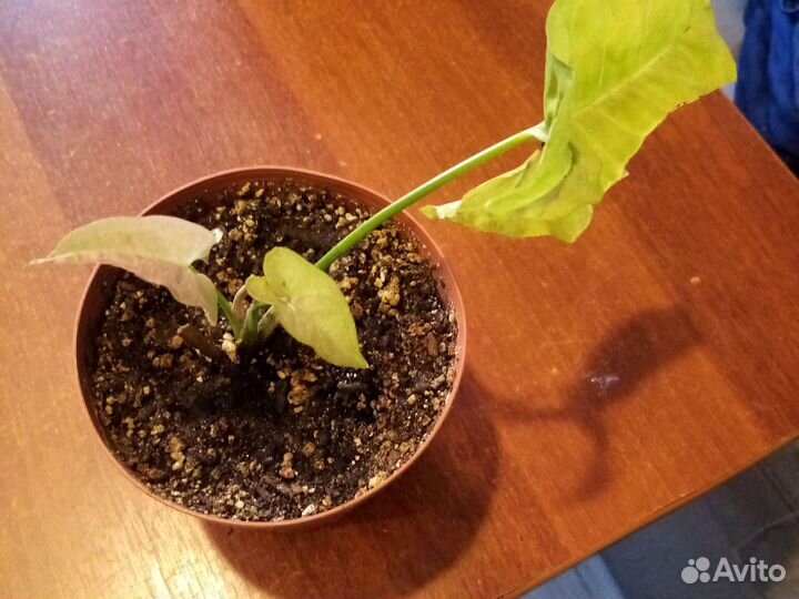 Комнатные цветы