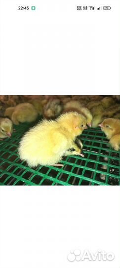 Перепела суточные