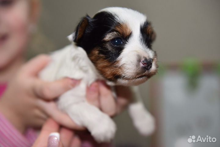 Бивер йорк девочки