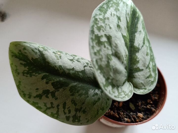 Комнатные растения сциндапсус