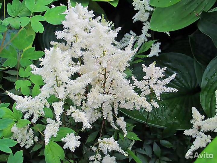 Растения для сада