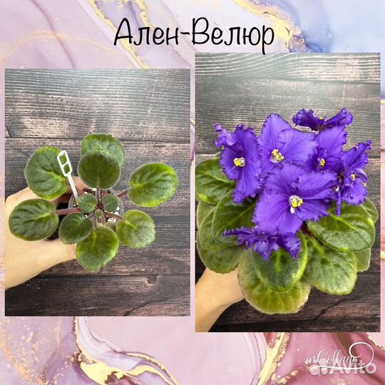 Детки сортовых фиалок