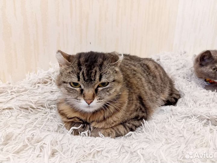 Кошечка очень нуждается в хозяине