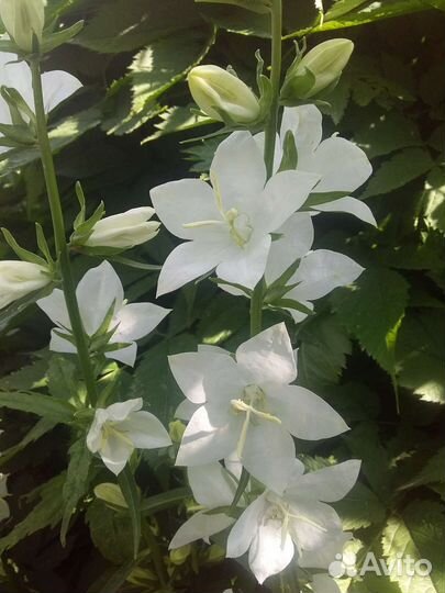 Многолетники садовые