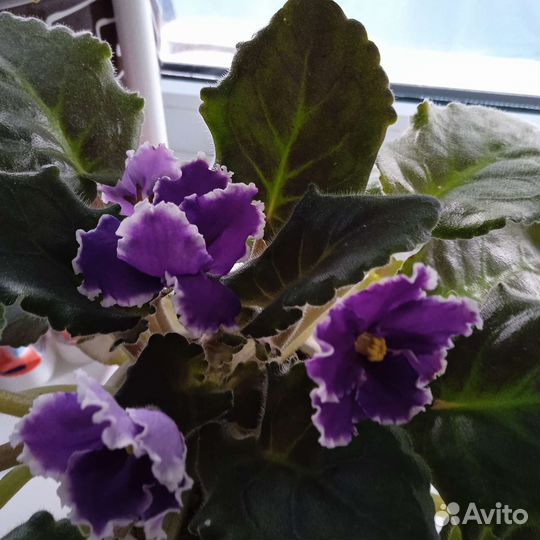 Фиалки сортовые