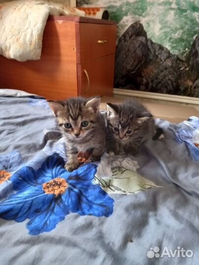 Отдам котят в хорошие руки бесплатно