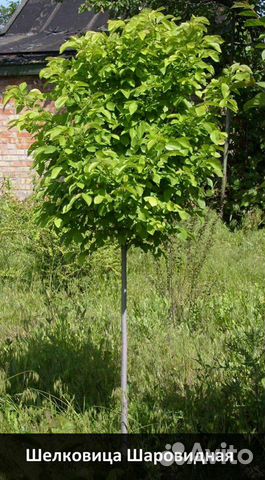 Шелковица шаровидная