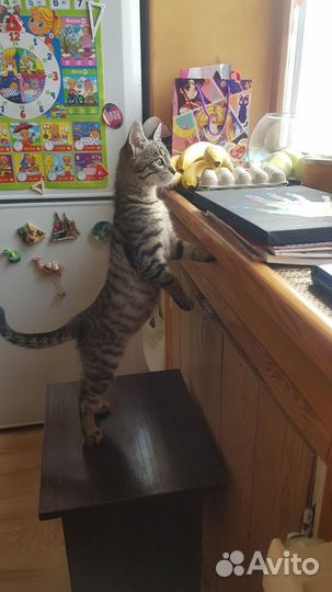 Кошка