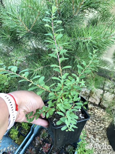 Спирея сноумаунд