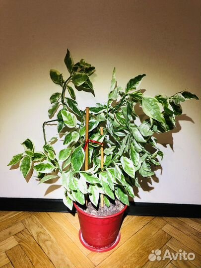 Шикарный Педилантус молочай