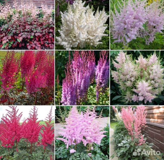 Декоративные растения для сада