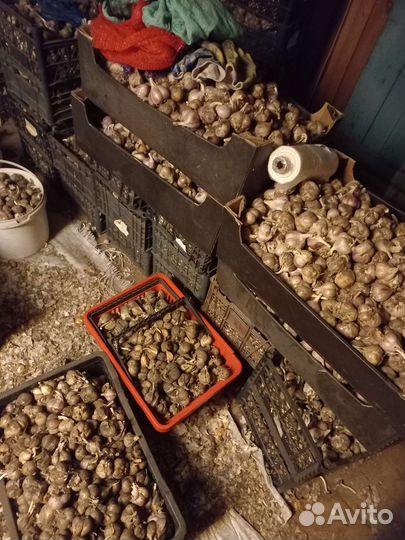 Чеснок сушеный