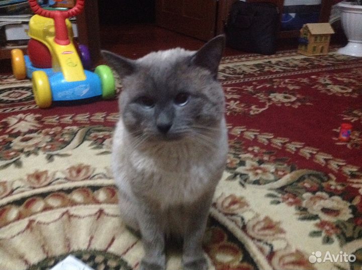 Кот сиамский