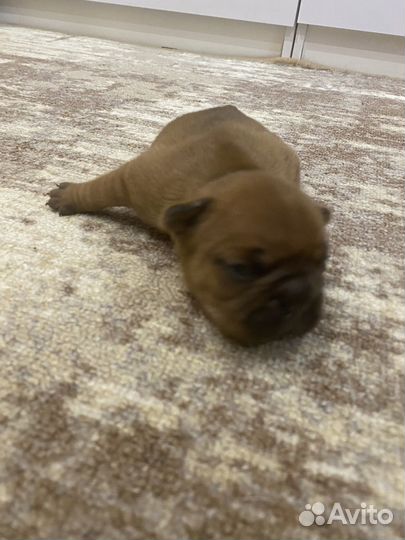 Французский бульдог