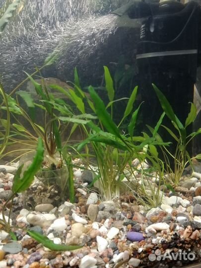 Аквариумные растения