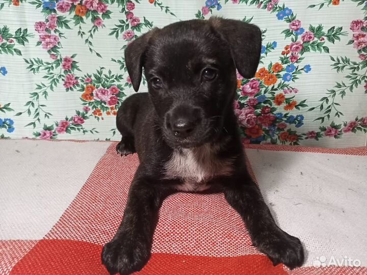 Отдам собаку в добрые руки (щенок девочка)