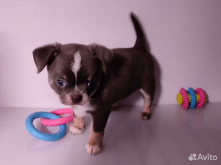 Мини и стандарт чихо-детки