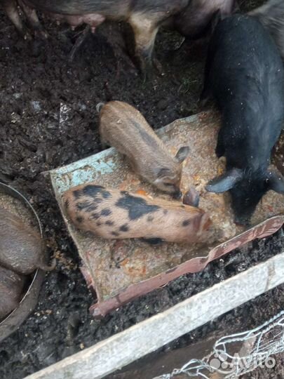 Манголица+ Ландрасы