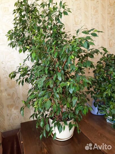 Фикус бенджамина большой