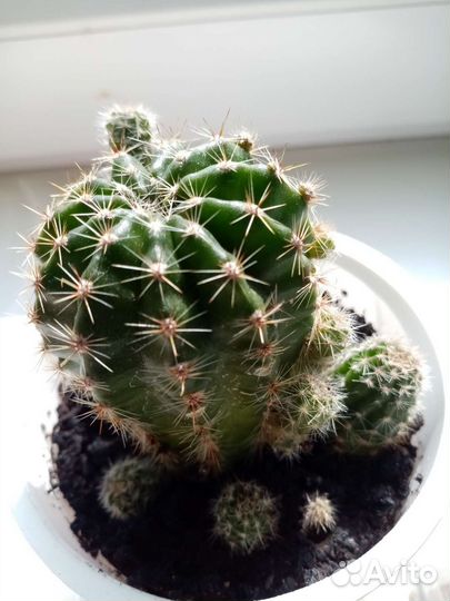 Кактус эхинопсис (молоденький)
