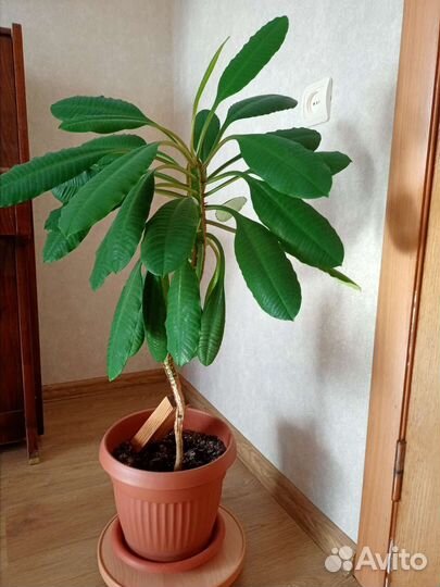 Молочай беложильчатый (Эуфорбия)