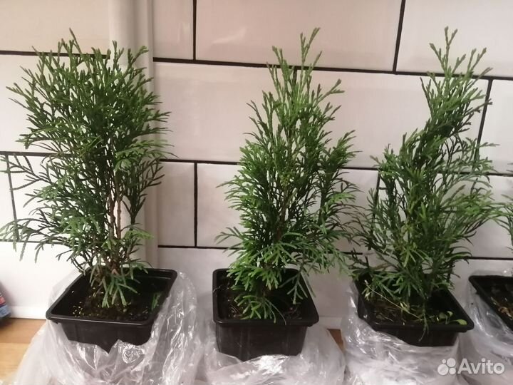 Туя смарагд саженцы