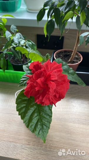 Гибискус китайская роза