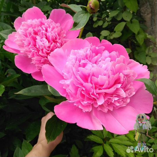 Пионы Цветы для сада