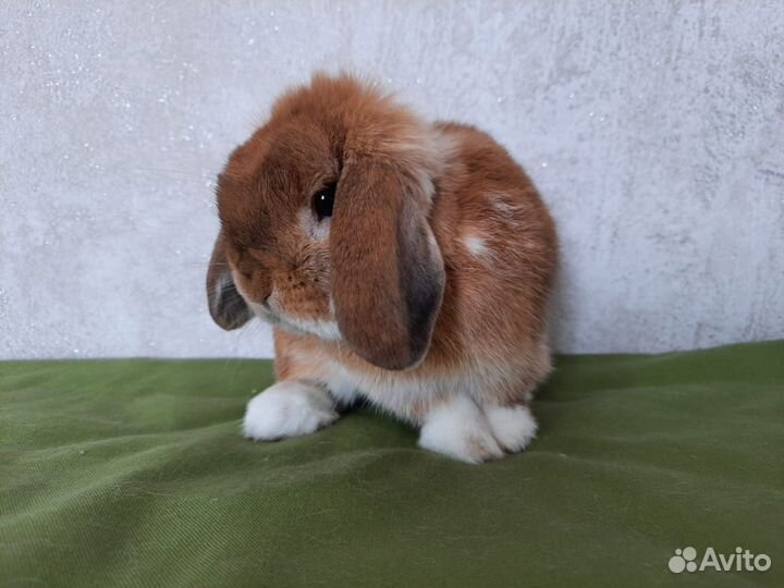 Кролик Miniature Lop F2