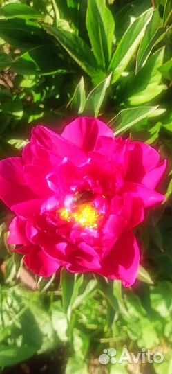 Пионы саженцы с закрытой корневой системой