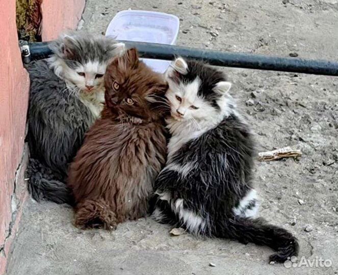 Котята
