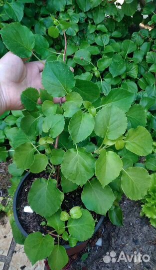 Садовые кустарники и цветы