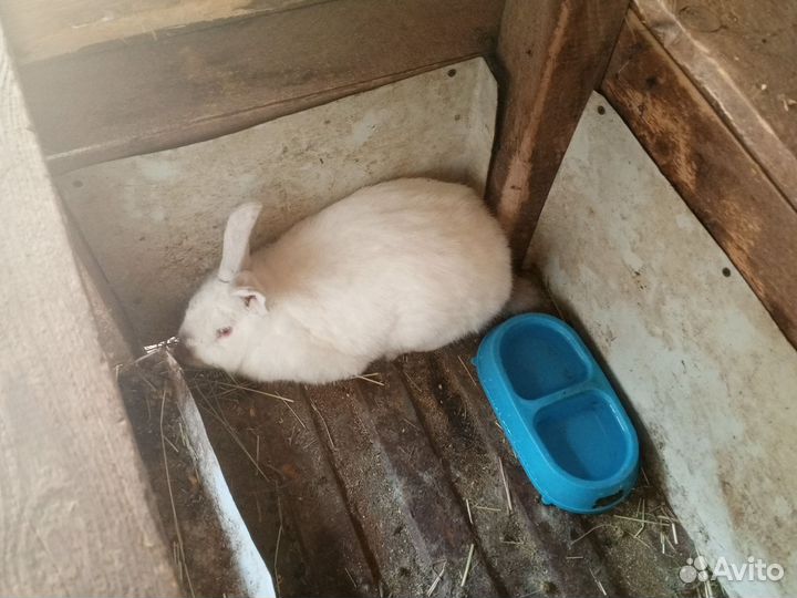 Кролики