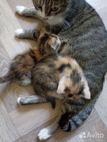 Котята в добрые руки