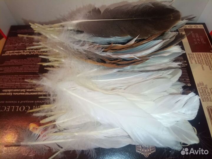 Перо гусиное