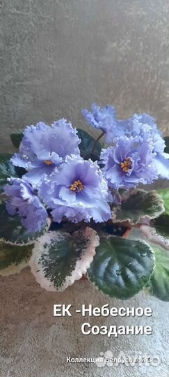 Фиалка. Свежесрезанные черенки