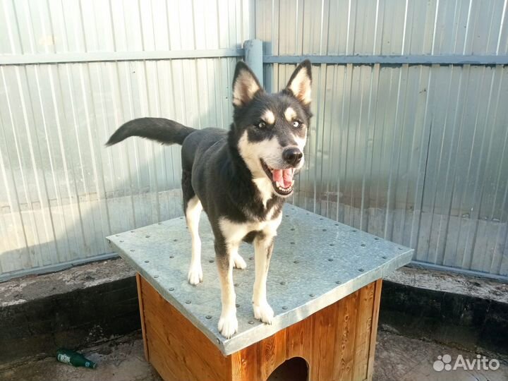 Хаски - маламут отдам в добрые руки