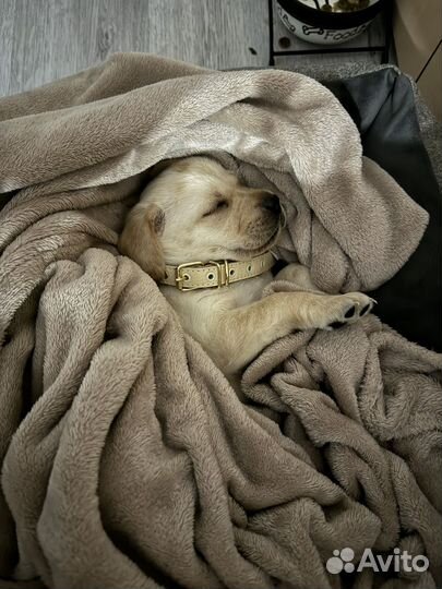 Щенок лабрадора