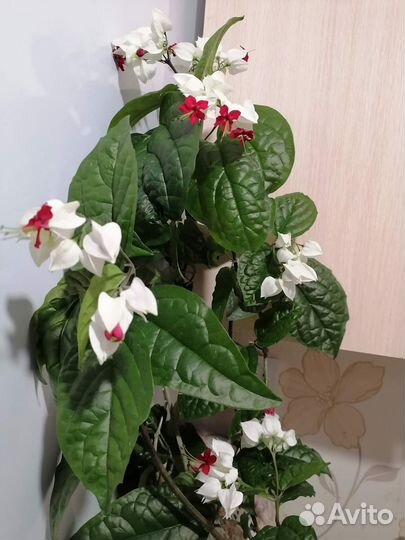 Клеродендрумы, стрептокарпелла