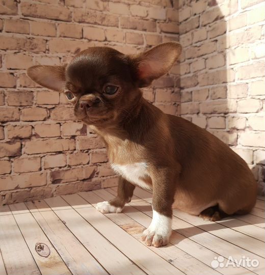 Чихуахуа девочка