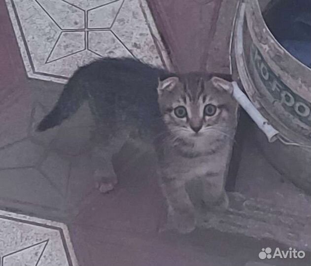 Котятки в дар