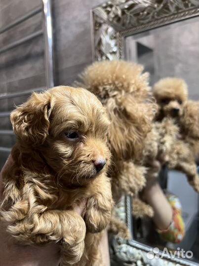 Щенки мальтипу F1 Москва