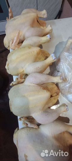 Мясо домашний птицы